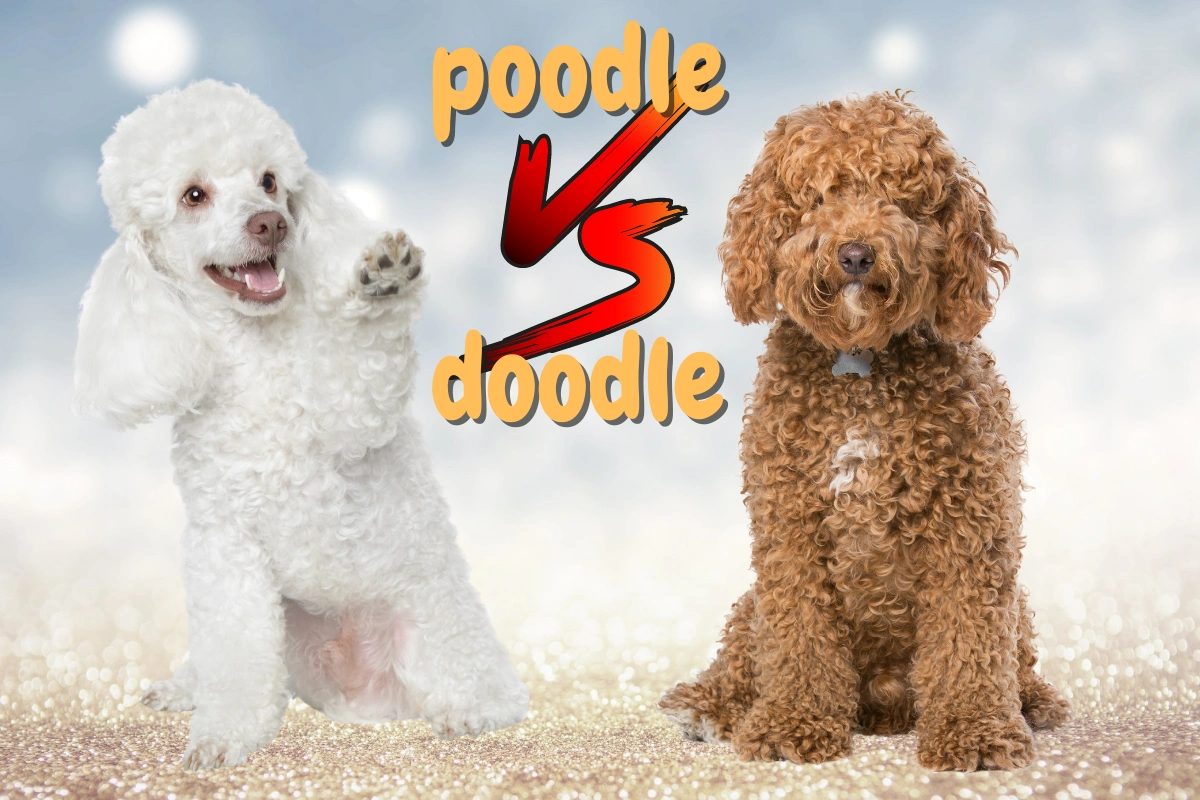 Doodle vs Poodle – What's the Difference?