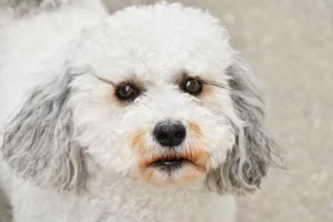 poodle with tear stains