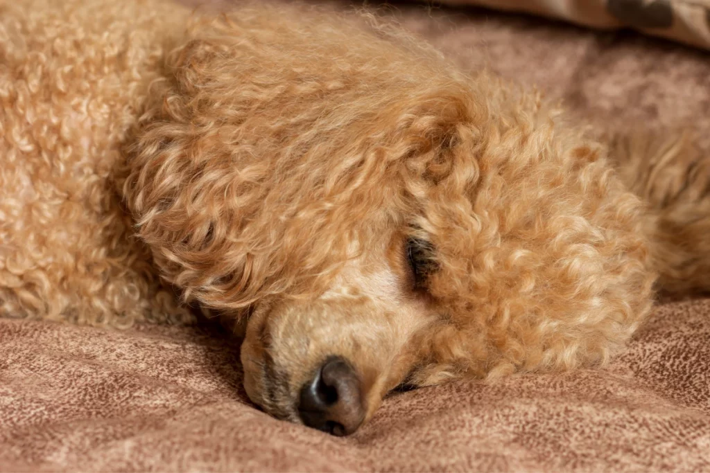 Senior Poodle Sleeping
