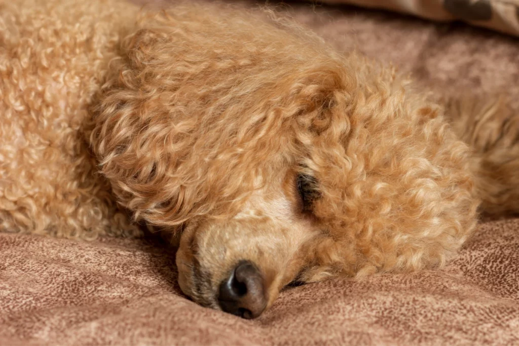 how much sleep do poodles need