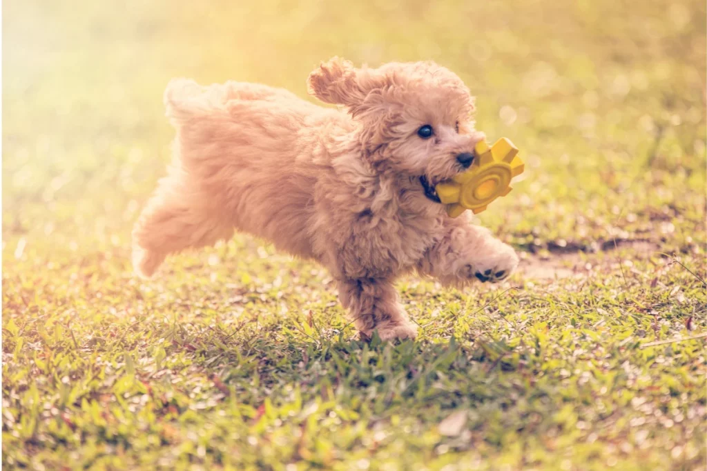 Toy Poodle Running