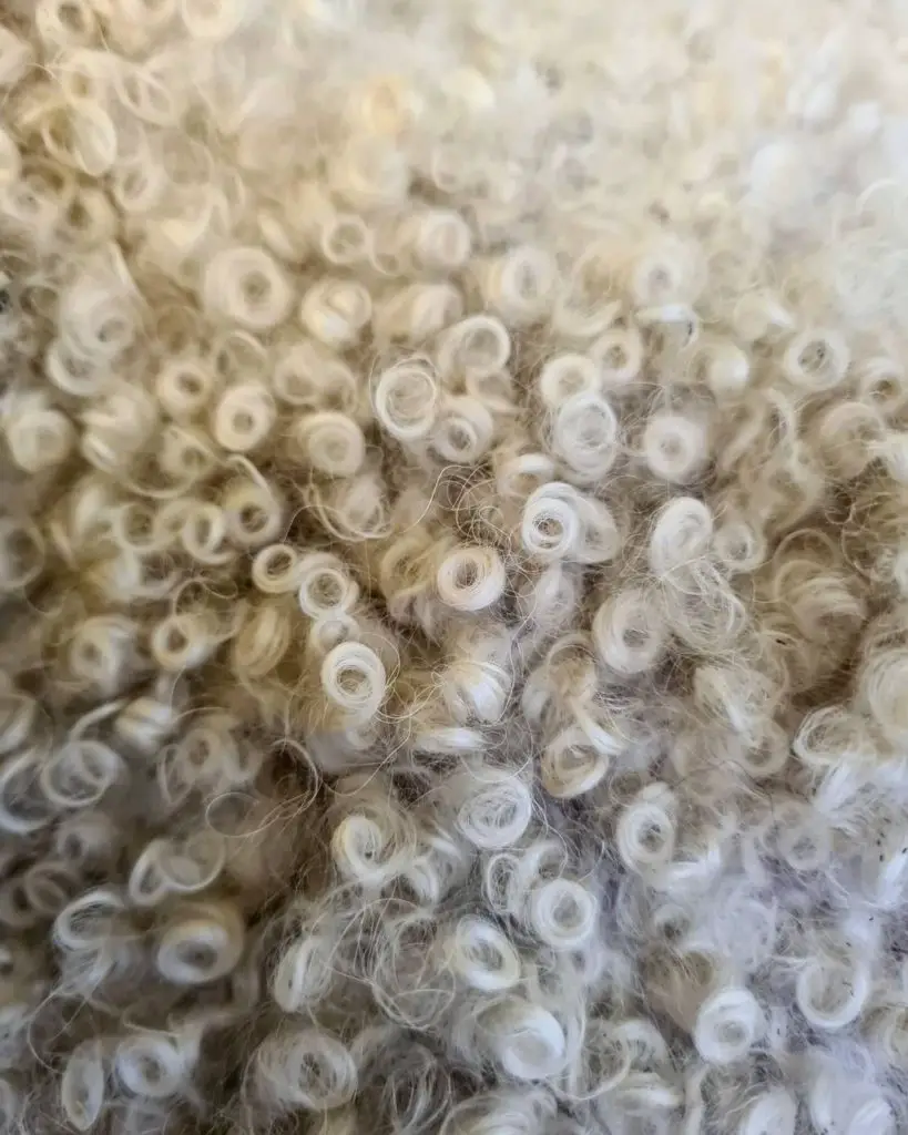 White Poodle Curls