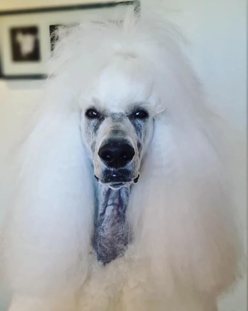 white poodle with straight hair