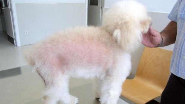 Alopecia in poodles