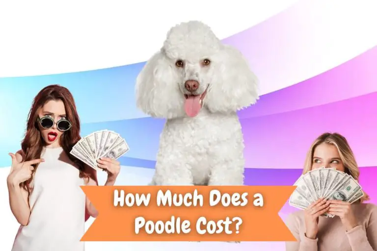 How Much Does A Poodle Cost