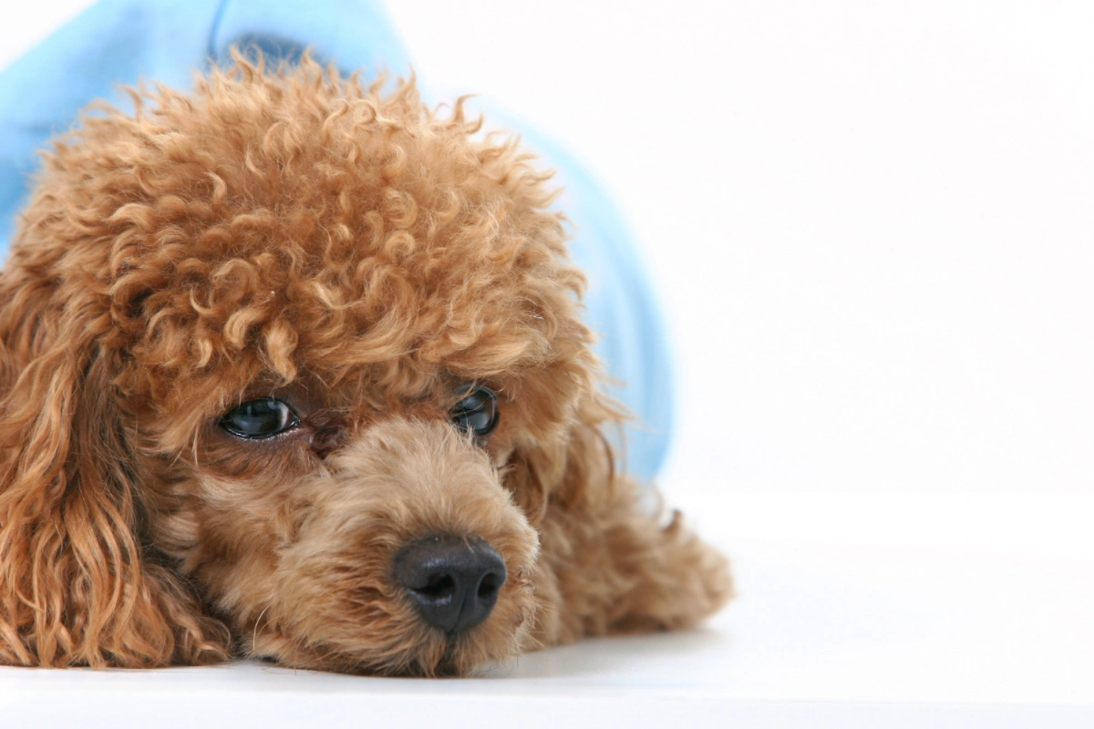 12 Causes Why Your Poodle Might Be Losing Its Hair