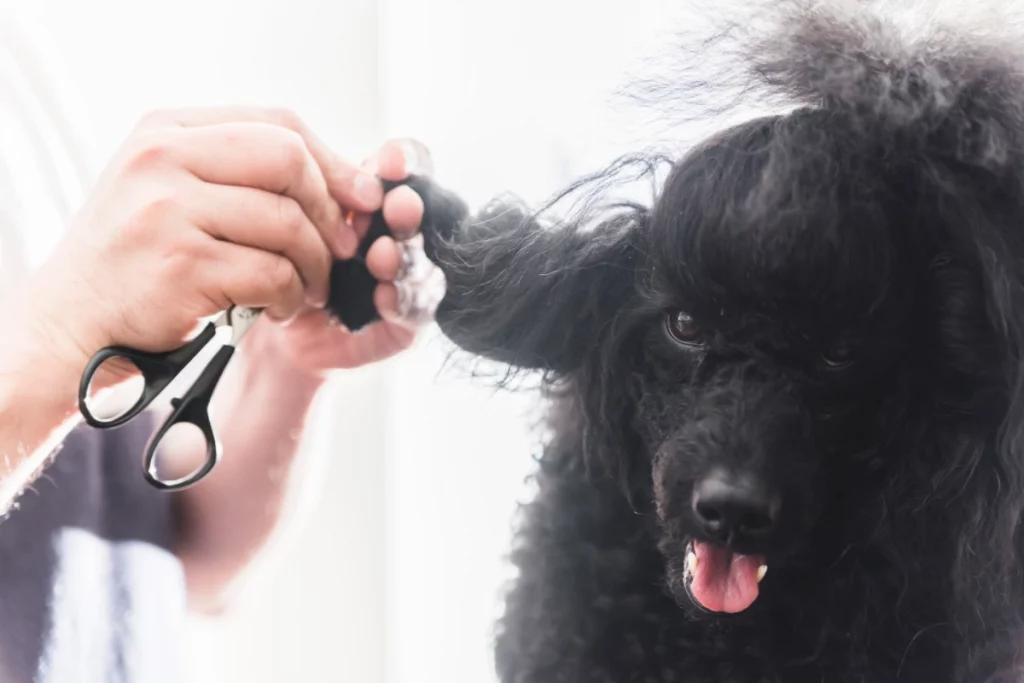 Poodle Matted Hair