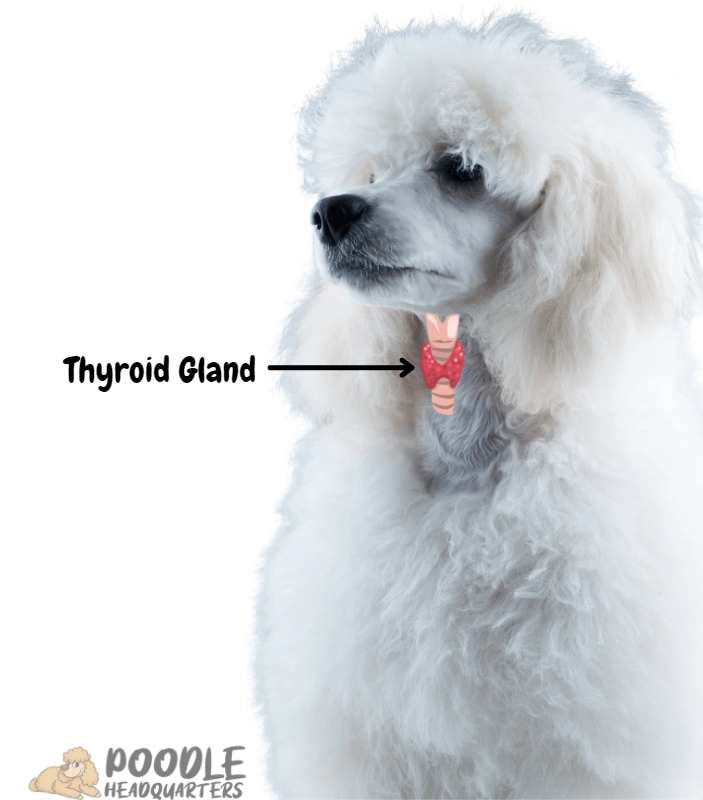 Poodle Thyroid Gland
