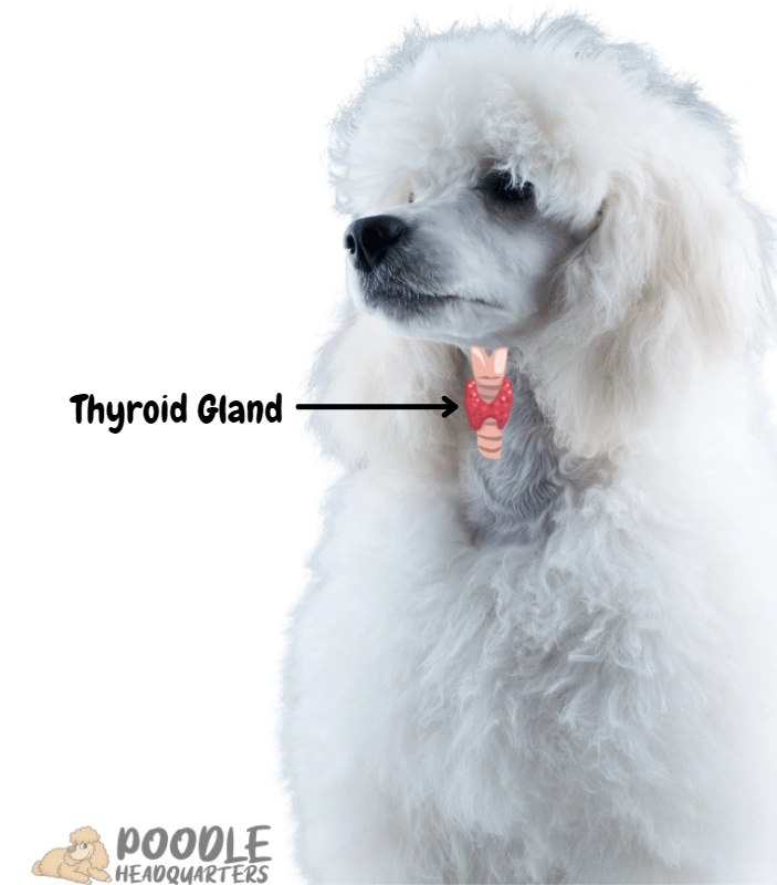 poodle Thyroid Gland