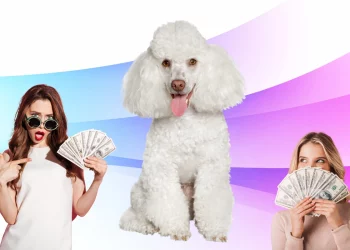 How Much Do Poodles Cost? A Comparison And Breakdown Of Poodle Prices