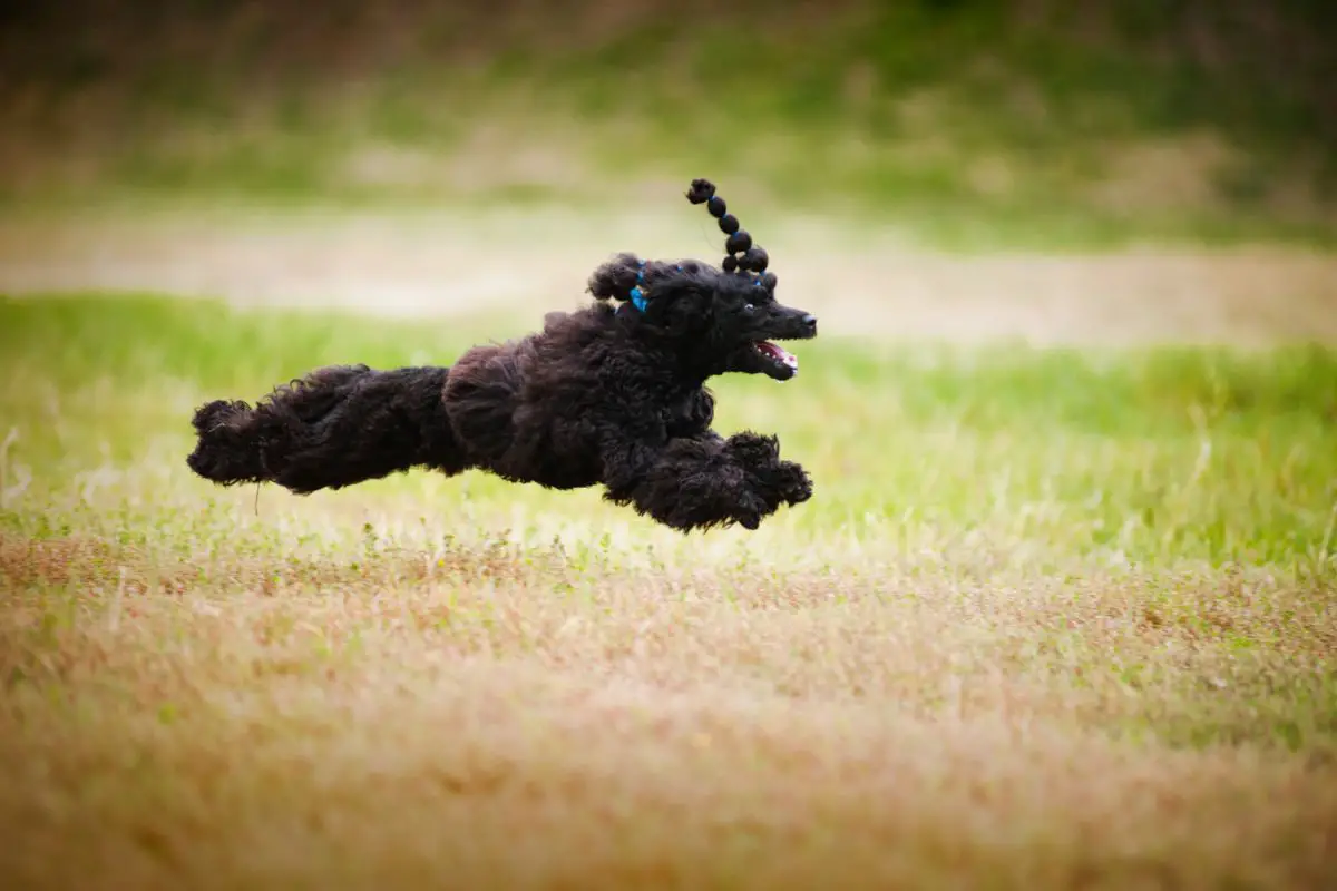 Are Poodles Hyper? All You Need To Know!