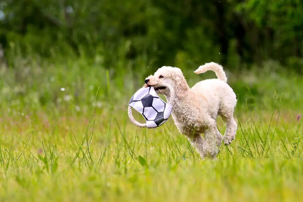 Are Poodles Hyper