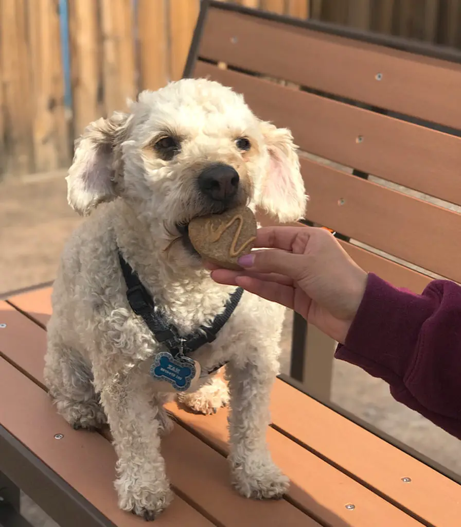 poodle picky eater