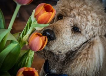 Do Poodles Smell? I Asked A Vet & Found Out