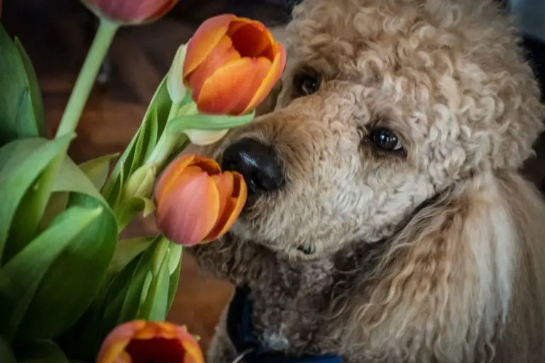 Do Poodles Smell? I Asked A Vet &Amp; Found Out