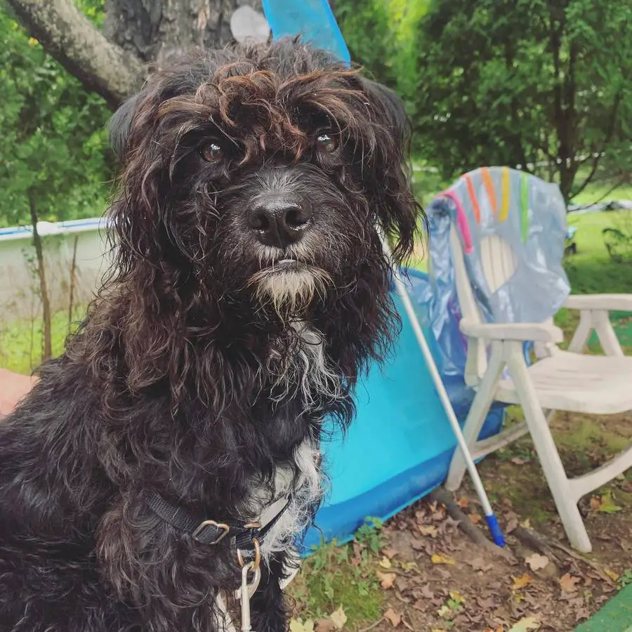 English Bulldog Poodle Mix - English Boodle