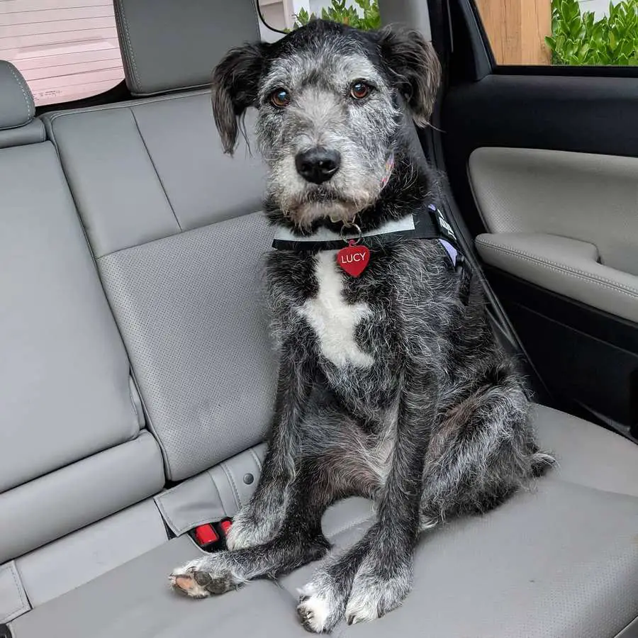 English Bulldog Poodle Mix - English Boodle