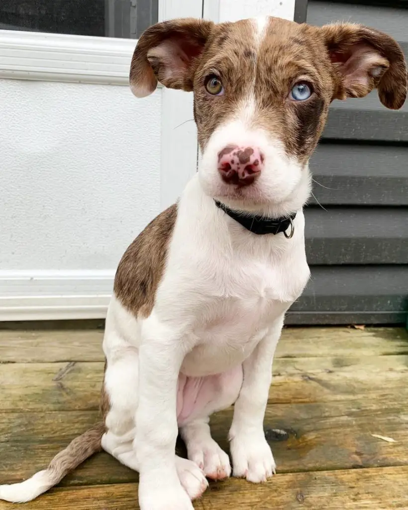 English Bulldog Poodle Mix - English Boodle