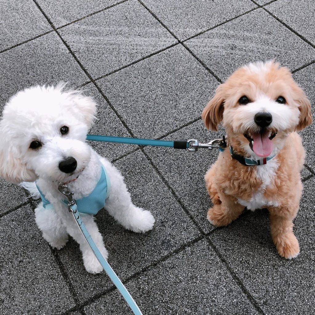 Papillon Poodle Mix - Papipoo