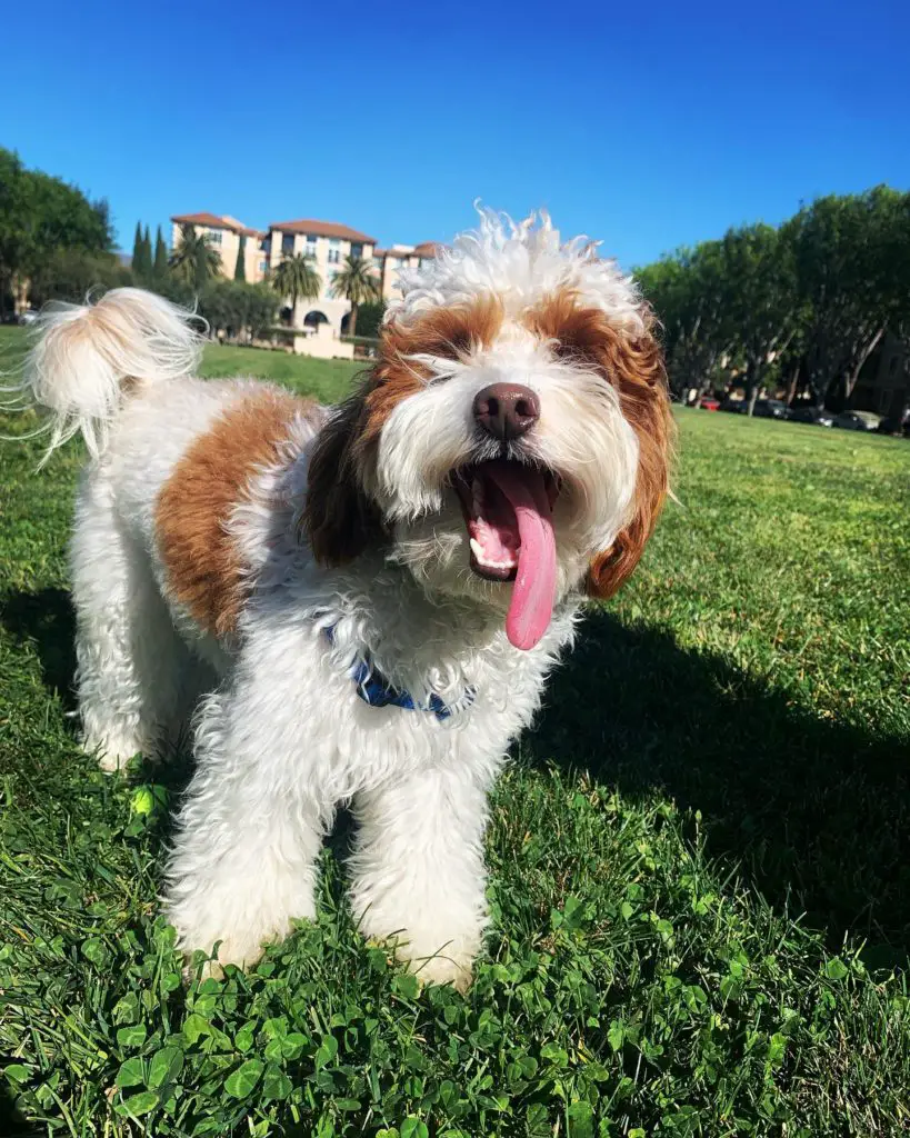 Papillon Toy Poodle Mix