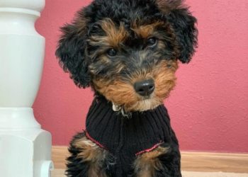Woodle – Welsh Terrier Poodle Mix Breed Guide