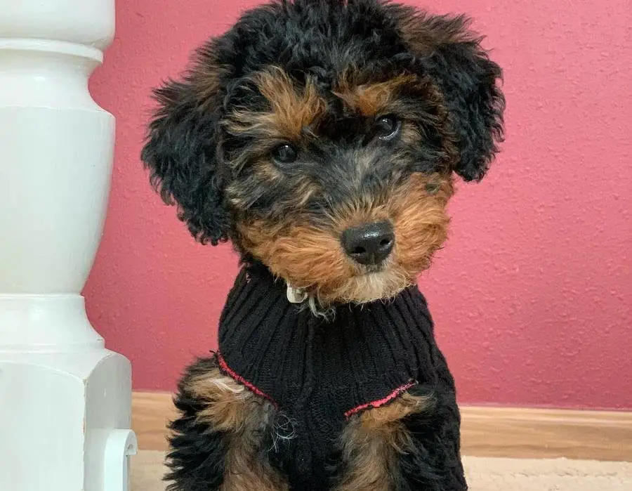 Woodle - Welsh Terrier Poodle Mix Breed Guide