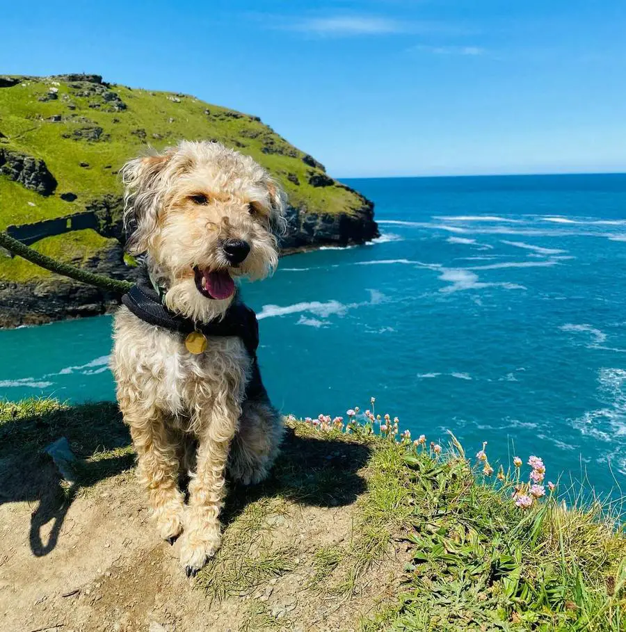 Welsh Terrier Poodle Mix - Woodle