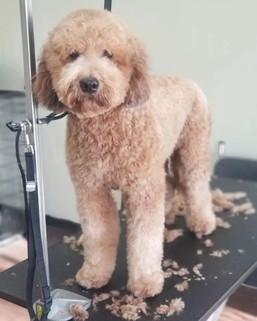 how to groom a terrier poodle mix