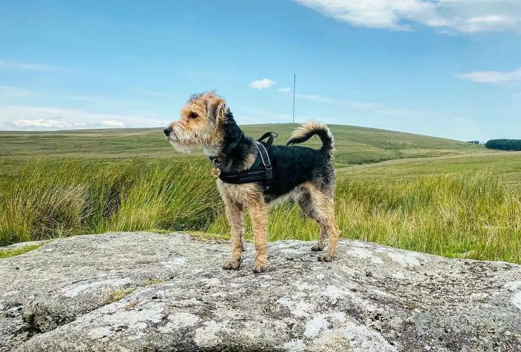 Welsh Terrier Poodle Mix - Woodle