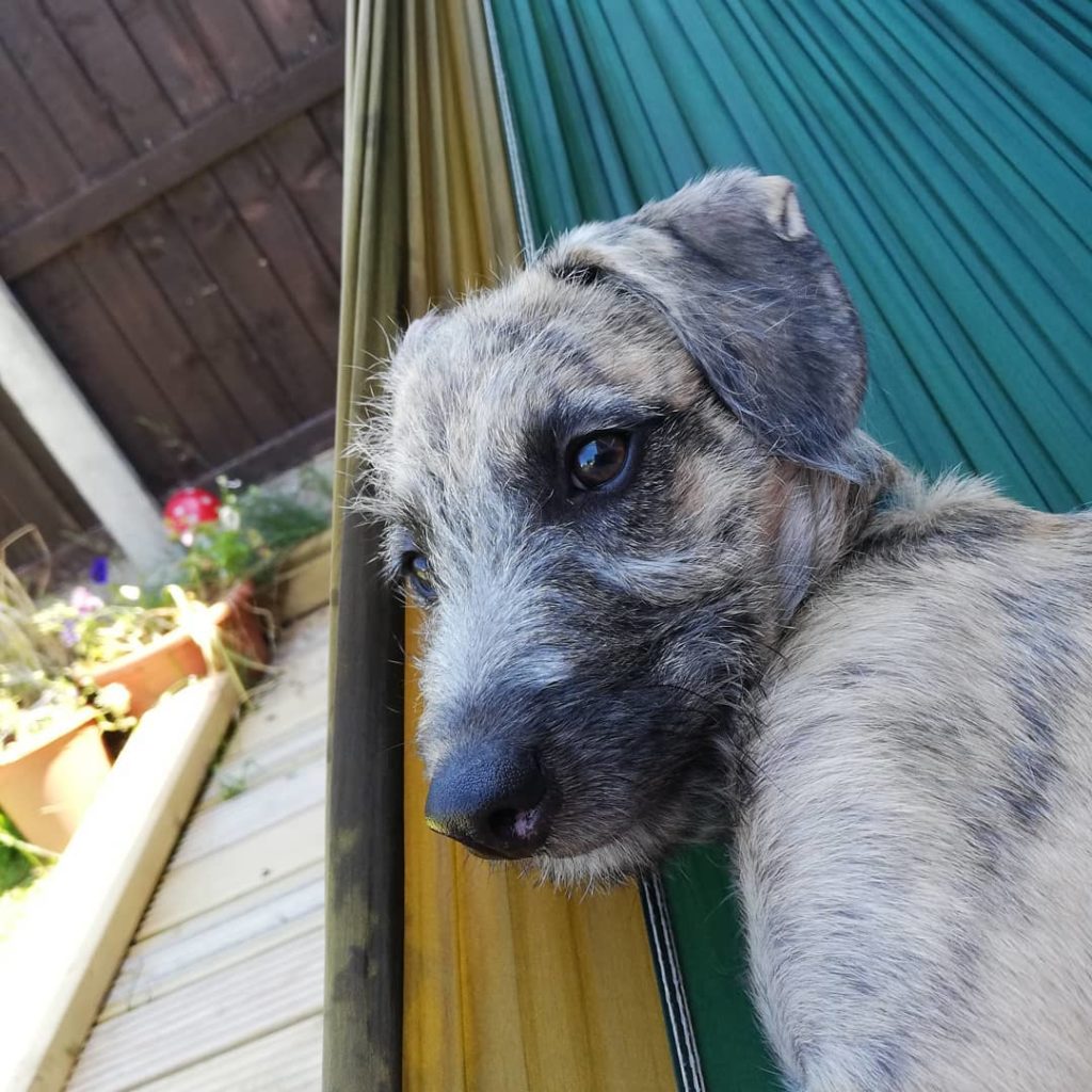 Whippet Poodle Mix - Whipoodle