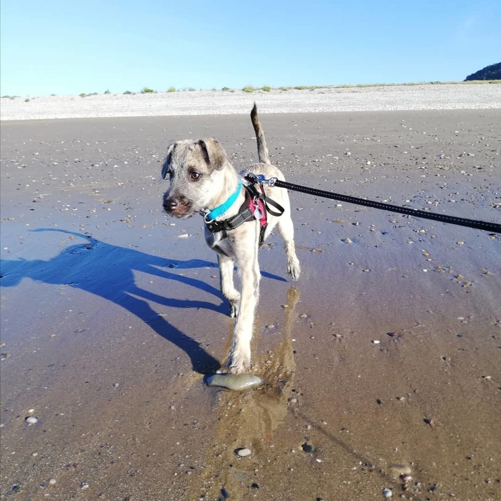 Whippet Poodle Mix - Whipoodle