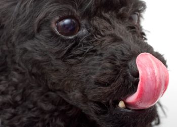 Why Do Poodles Lick So Much?  Here’S What To Do