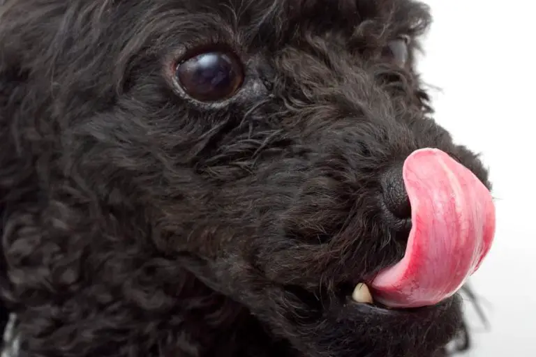 Why Do Poodles Lick So Much