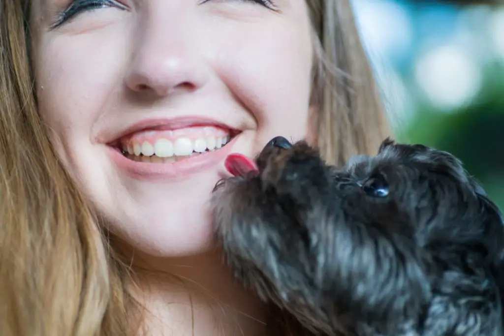 Why Do Poodles Lick So Much