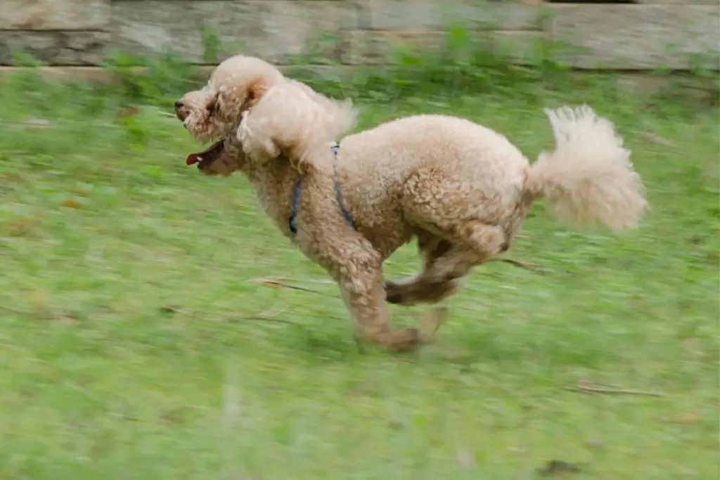 how fast can a mini poodle run