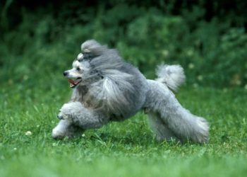 How Fast Can A Poodle Run? We Have The Answer