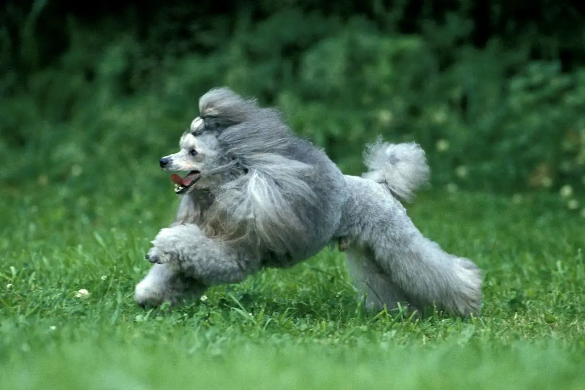 how fast can a mini poodle run