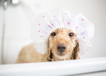 How To Bathe A Poodle: According To Experts
