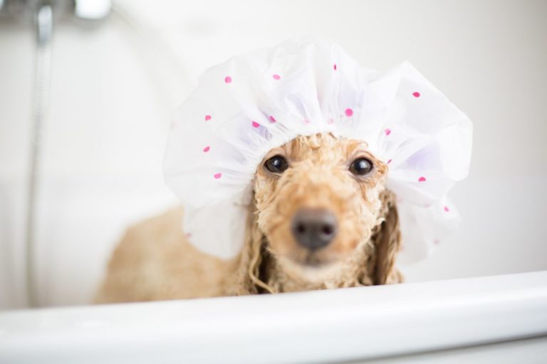 How To Bathe A Poodle