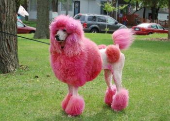 Dying Your Poodle Pink: Full How-To Guide