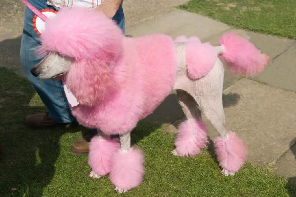 Pink Poodle