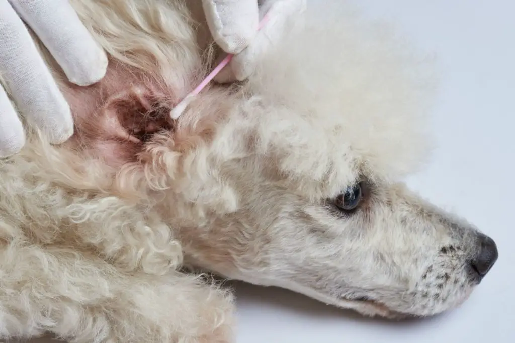 poodle ear infection