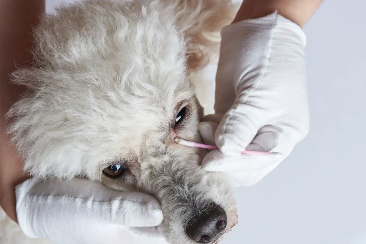 Do Poodles Smell? Identifying The Causes | PoodleHQ