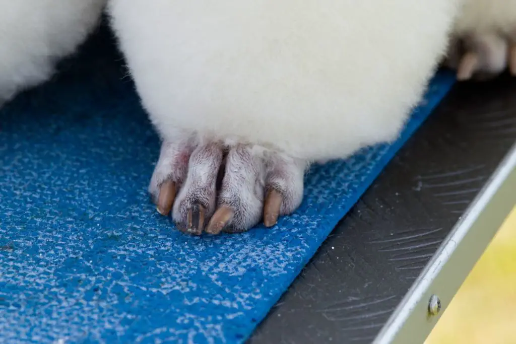 poodle feet