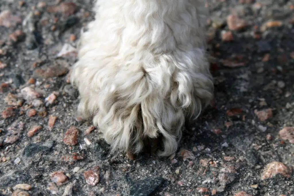 poodle feet