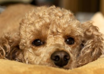 Poodle Ingrown Hair: Causes & Treatment