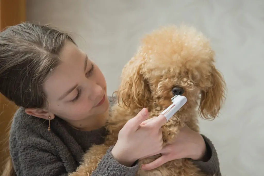 Poodle Teeth Cleaning