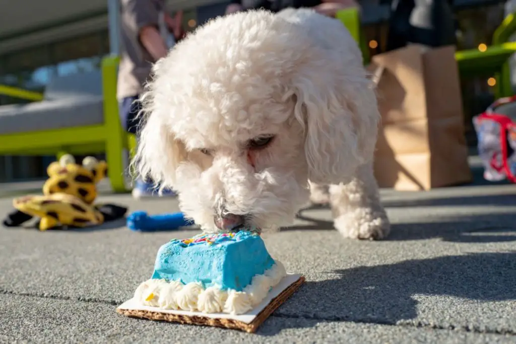 poodle eating cake