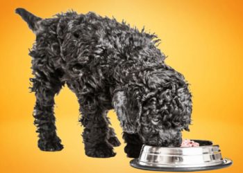 What Do Poodles Eat: How To Keep Them Healthy And Happy