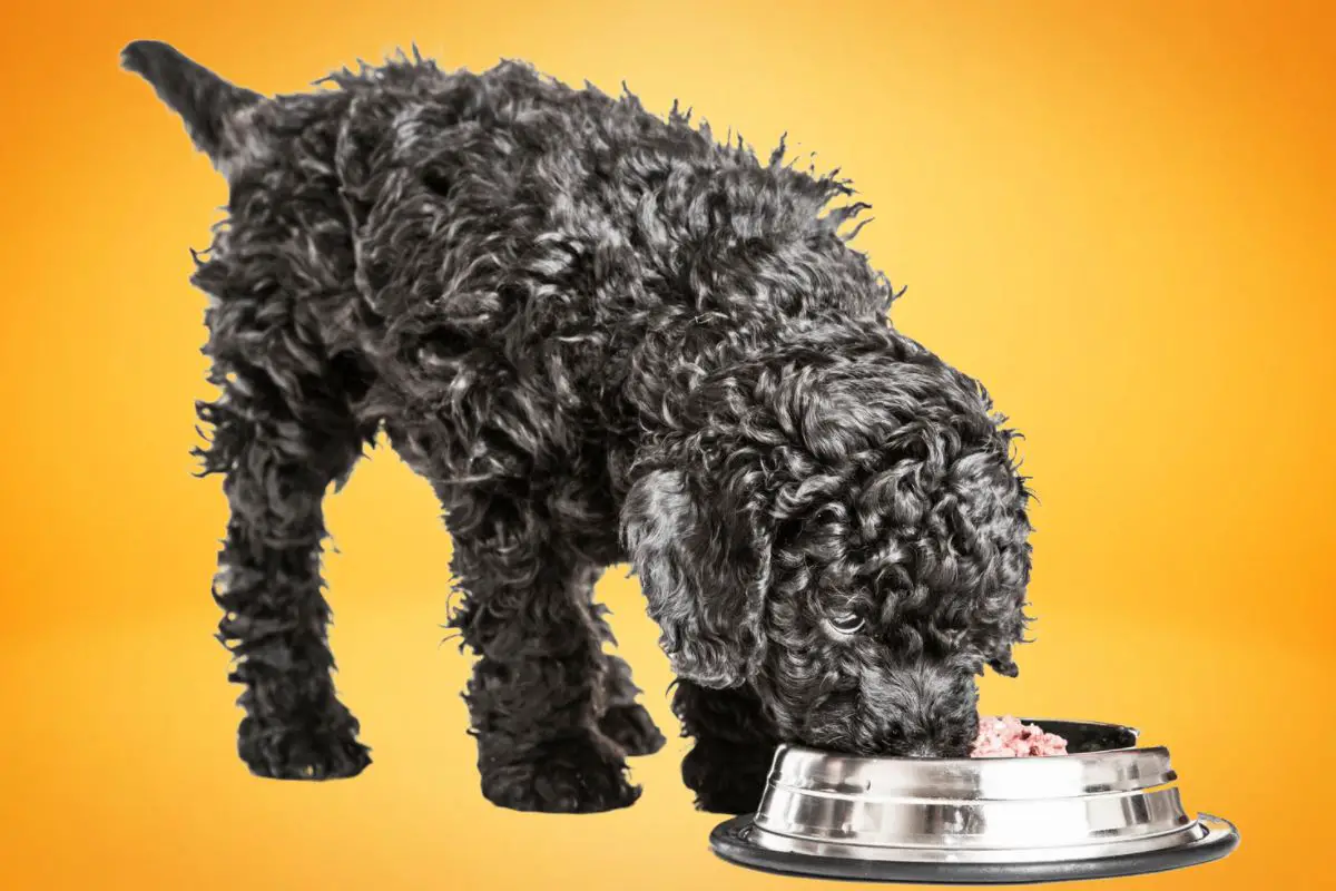 What do Poodles Eat: How To Keep Them Healthy And Happy